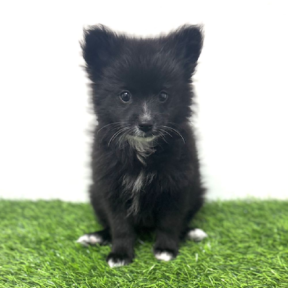 Puppyland Idaho
