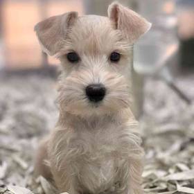 Mini Schnauzer