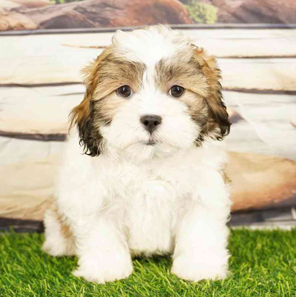 pet breed image
