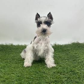 Mini Schnauzer