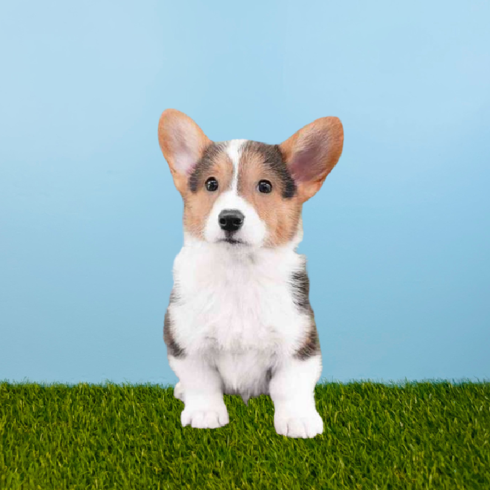 Male Pembroke Welsh Corgi Puppy for Sale in Pasadena, TX