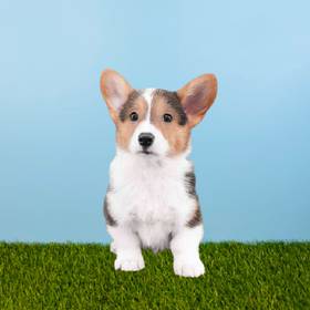 Pembroke Welsh Corgi