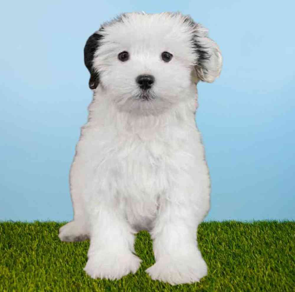 Female Havanese Puppy for sale