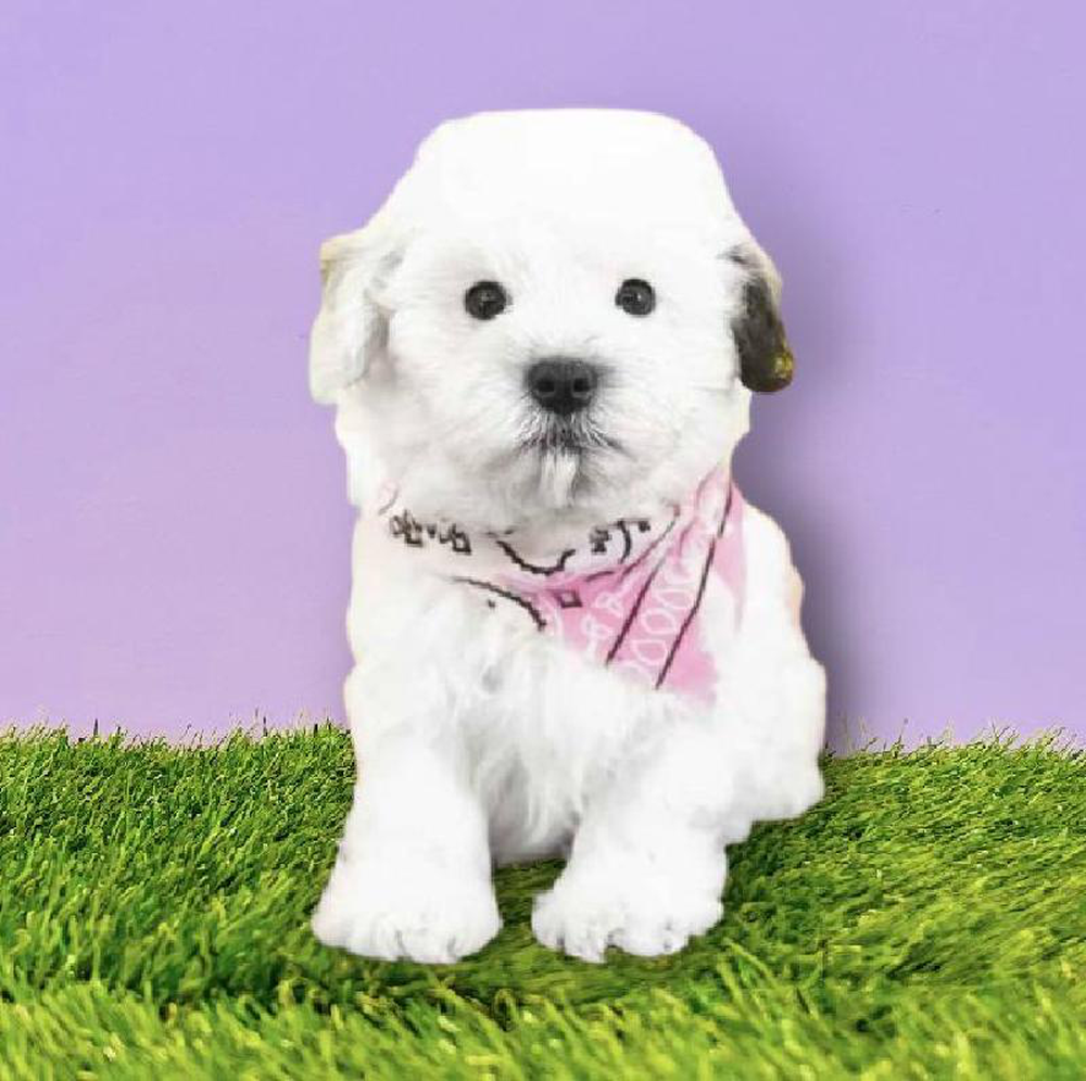 Male Havanese Puppy for sale