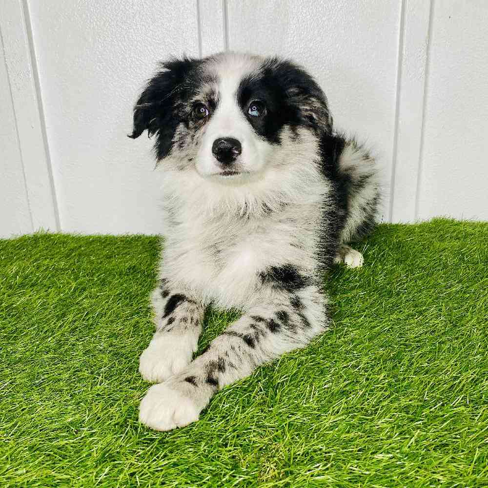 pet breed image