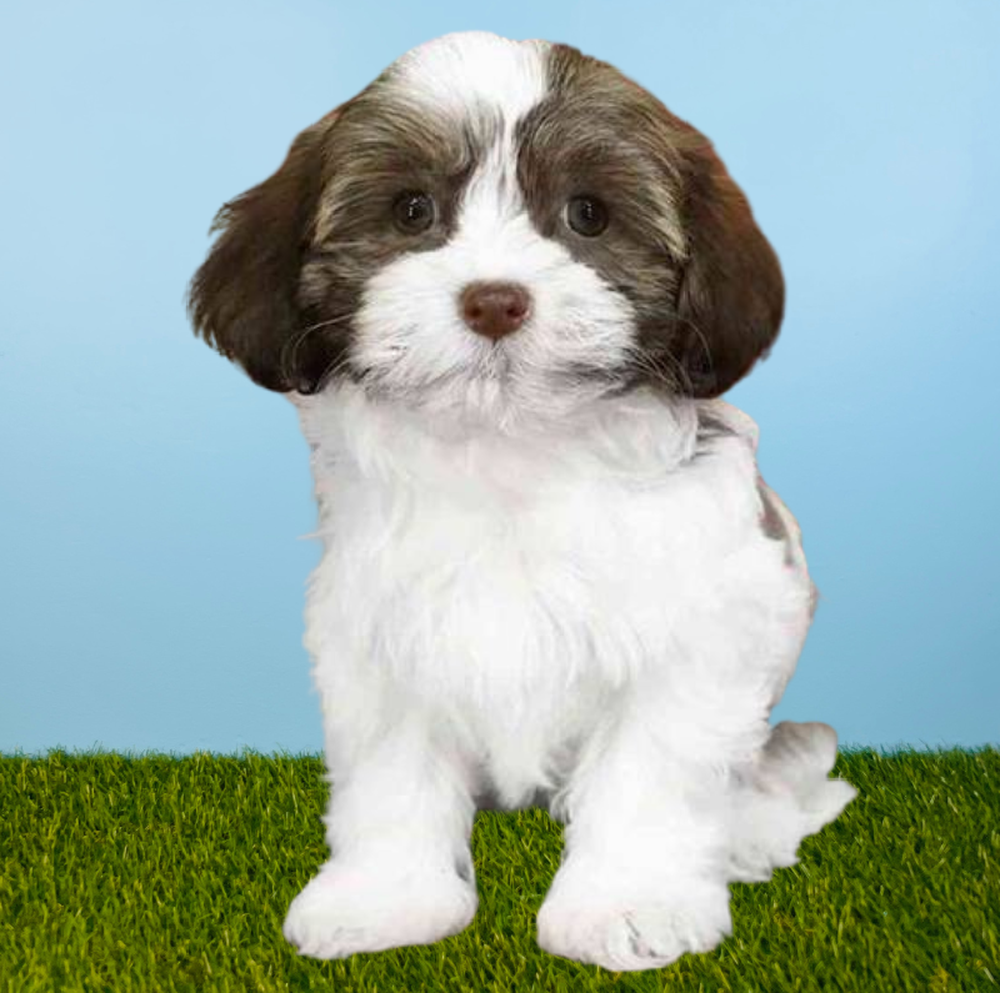 Female Havanese Puppy for Sale in Tolleson, AZ