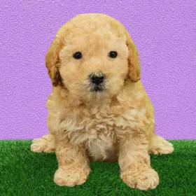 Cavapoo