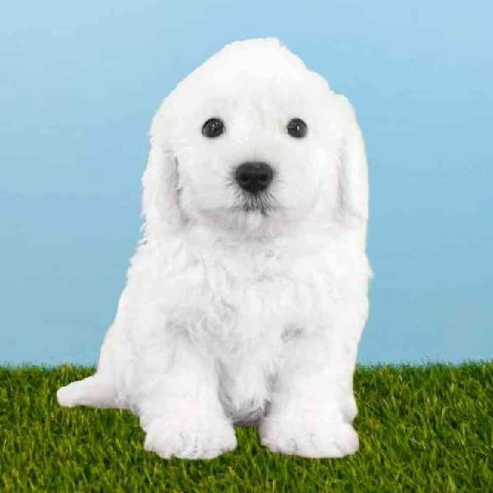 Male Havanese Puppy for sale