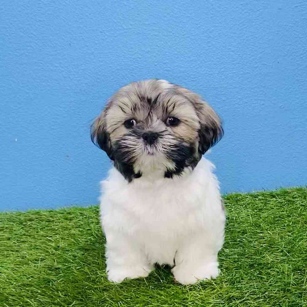 carousel pet images