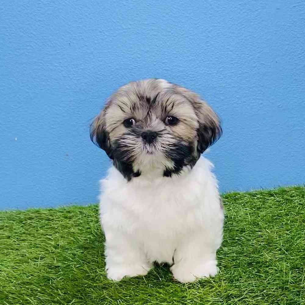 Male Shih Tzu Puppy for sale