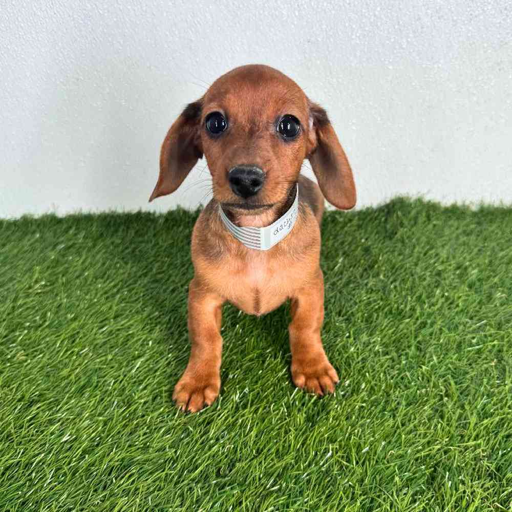 pet breed image