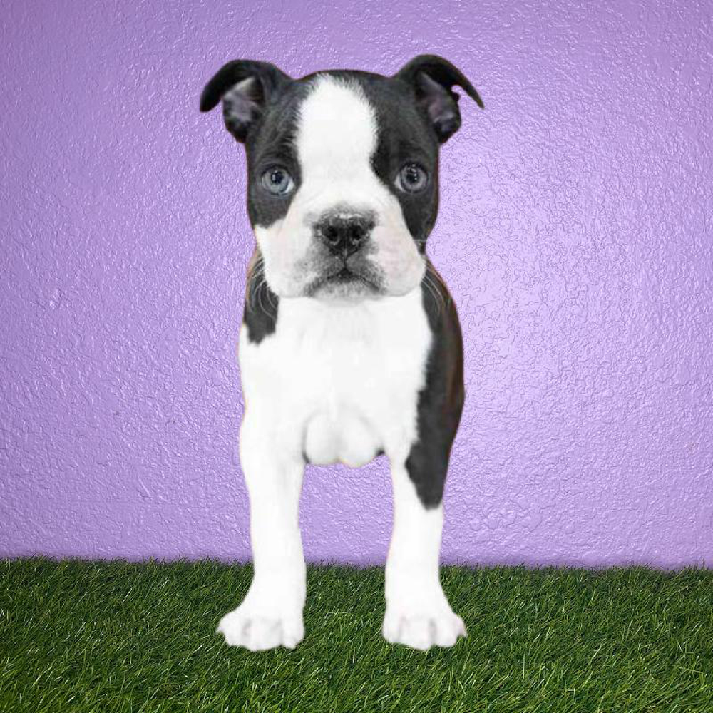 Male Boston Terrier Puppy for sale