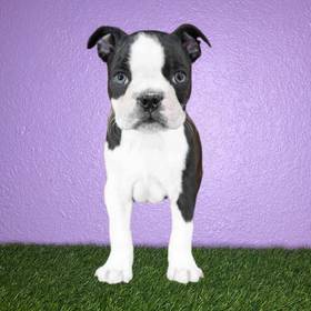 Boston Terrier