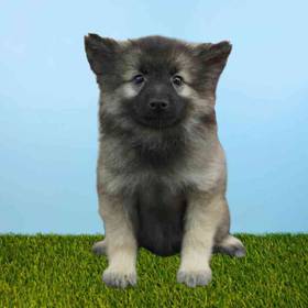 Keeshond