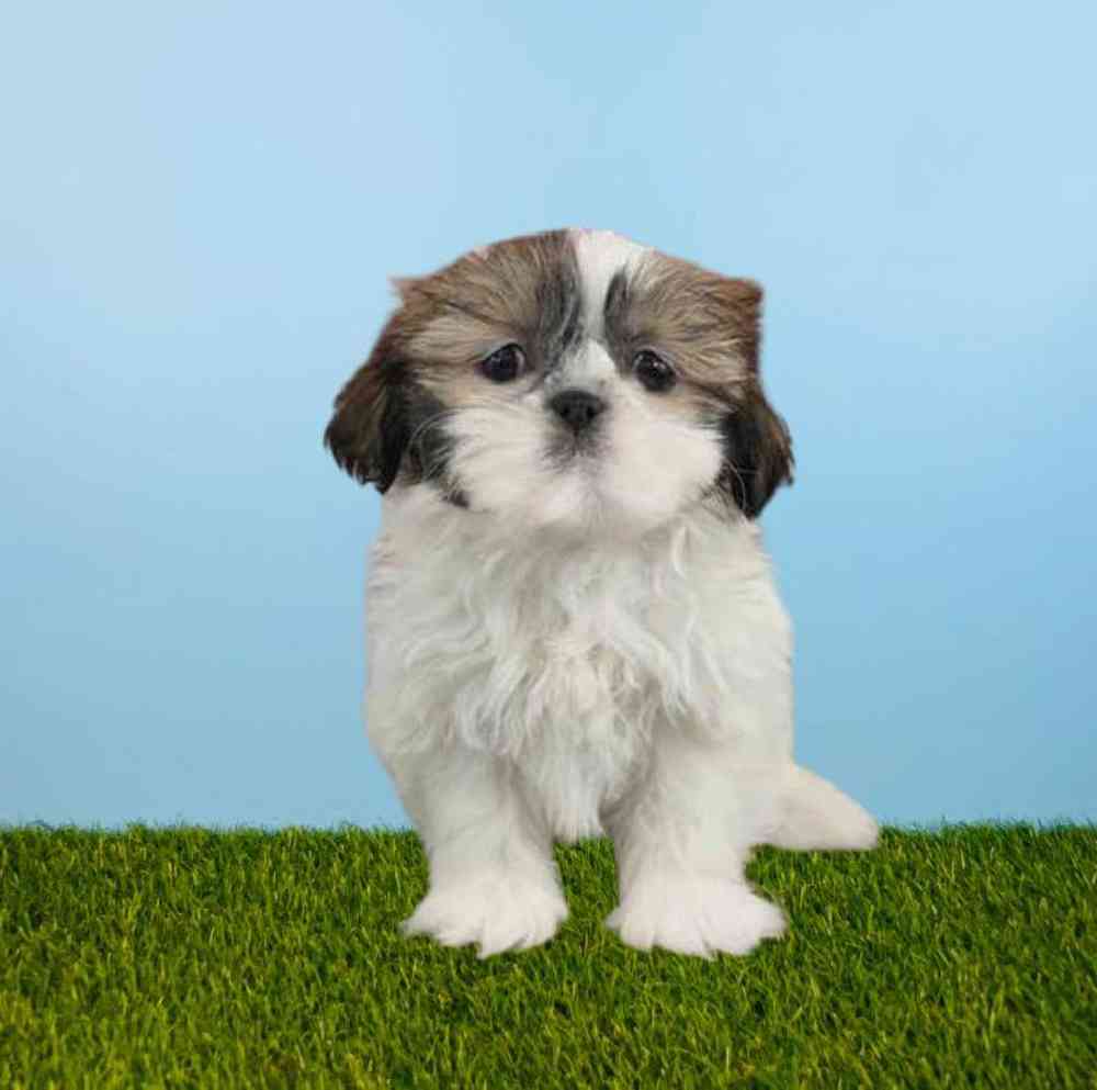 Shih Tzu
