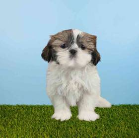 Shih Tzu