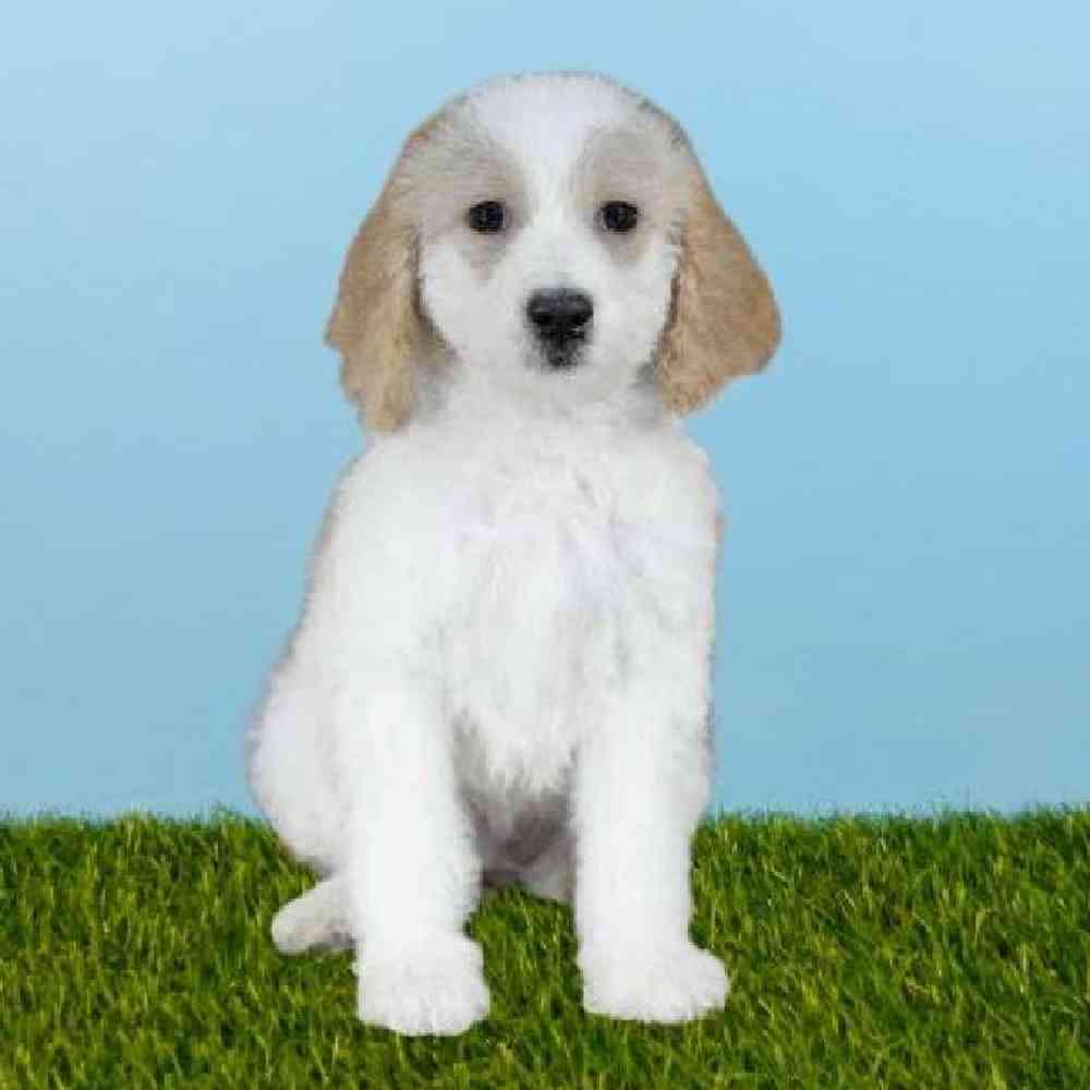 Female Poodle/Beagle Puppy for sale