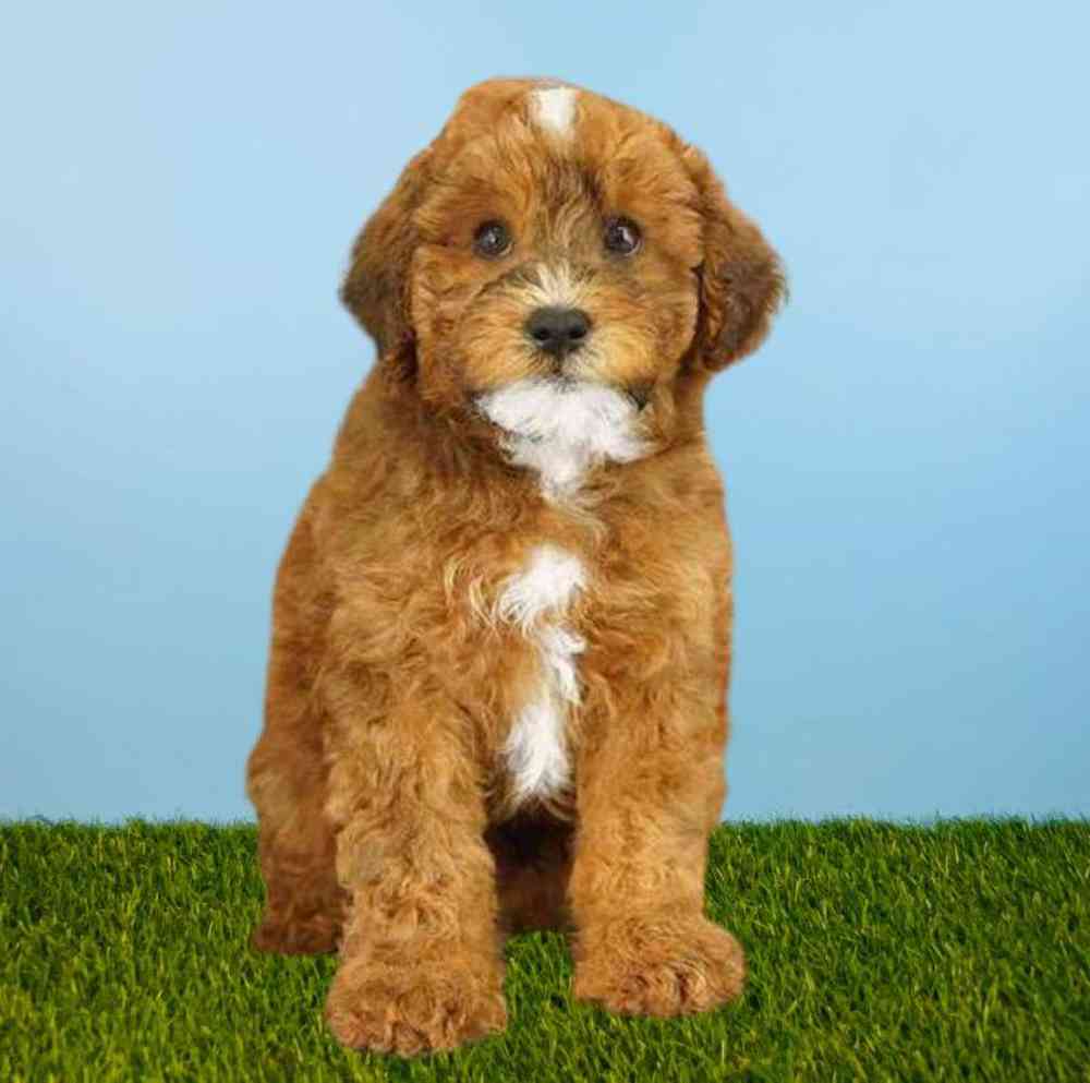 carousel pet images
