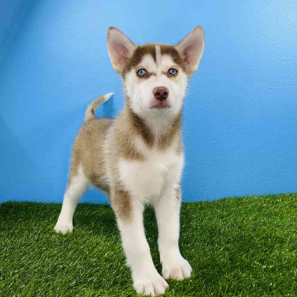 Male Siberian Husky Puppy for sale
