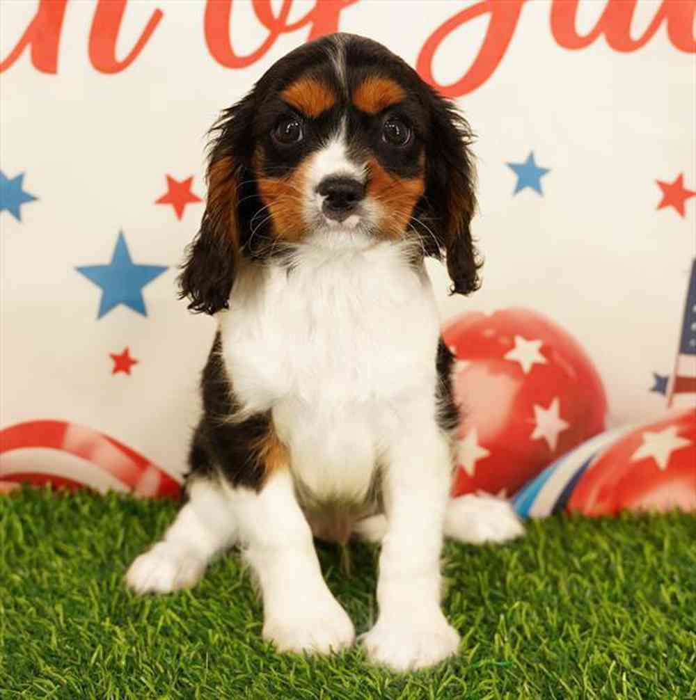 pet breed image