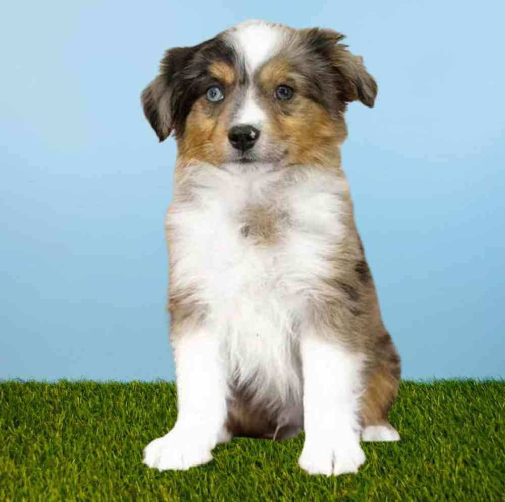 Male Mini Aussie Puppy for sale