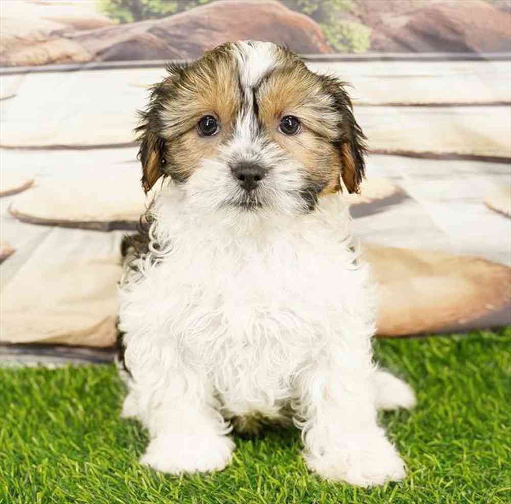 carousel pet images