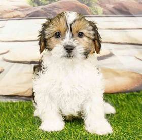 Shorkie