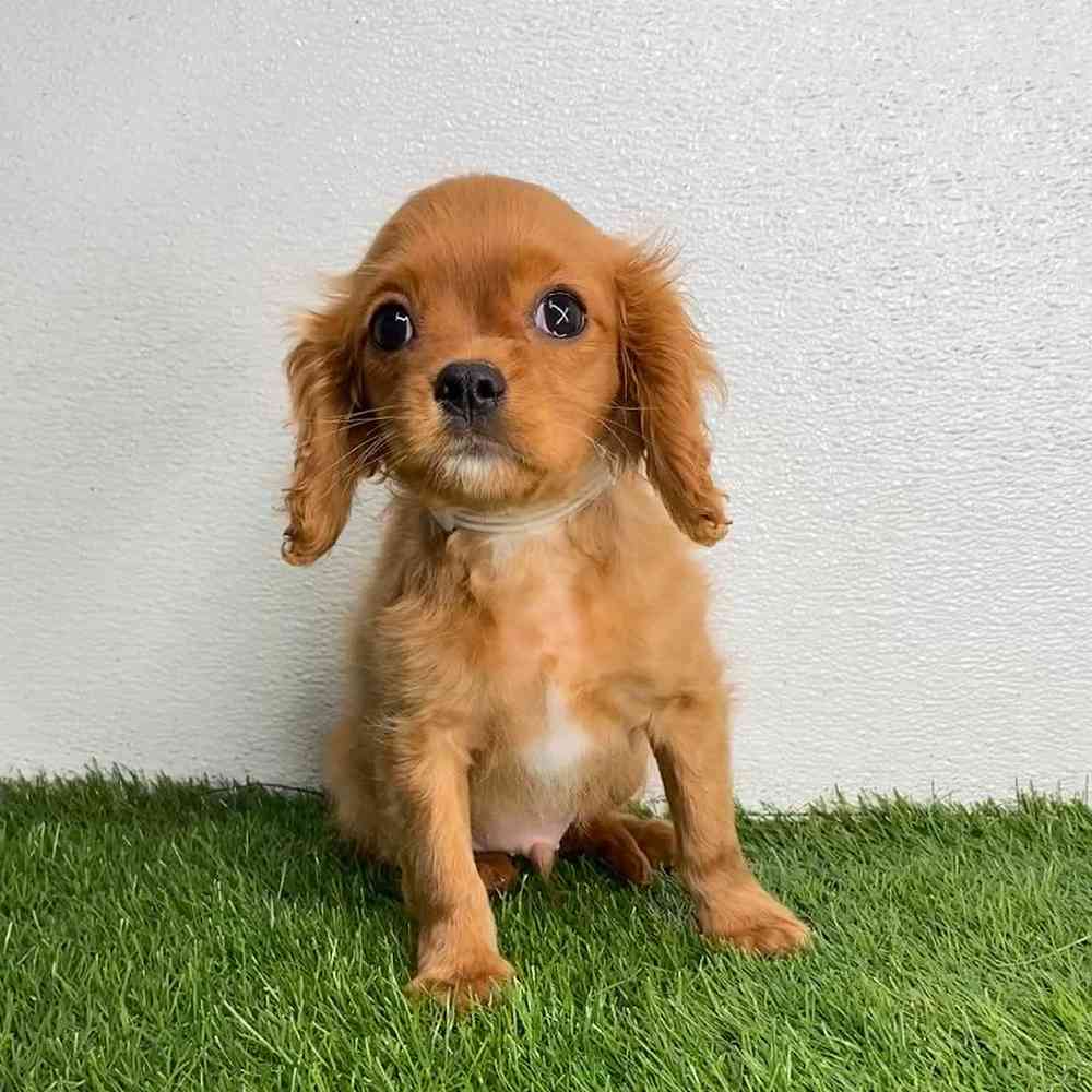 pet breed image