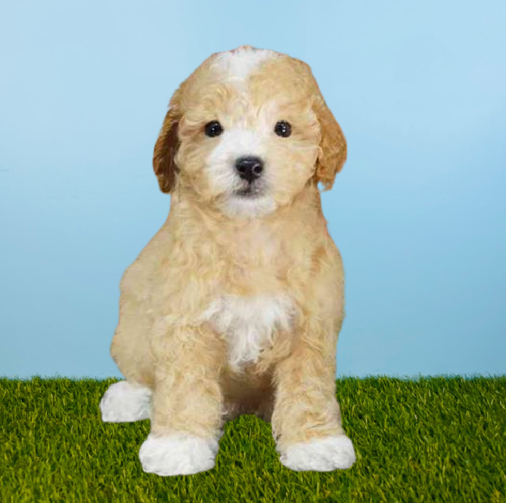 Poodle