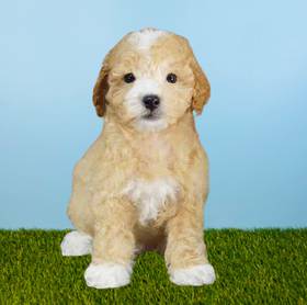 Poodle