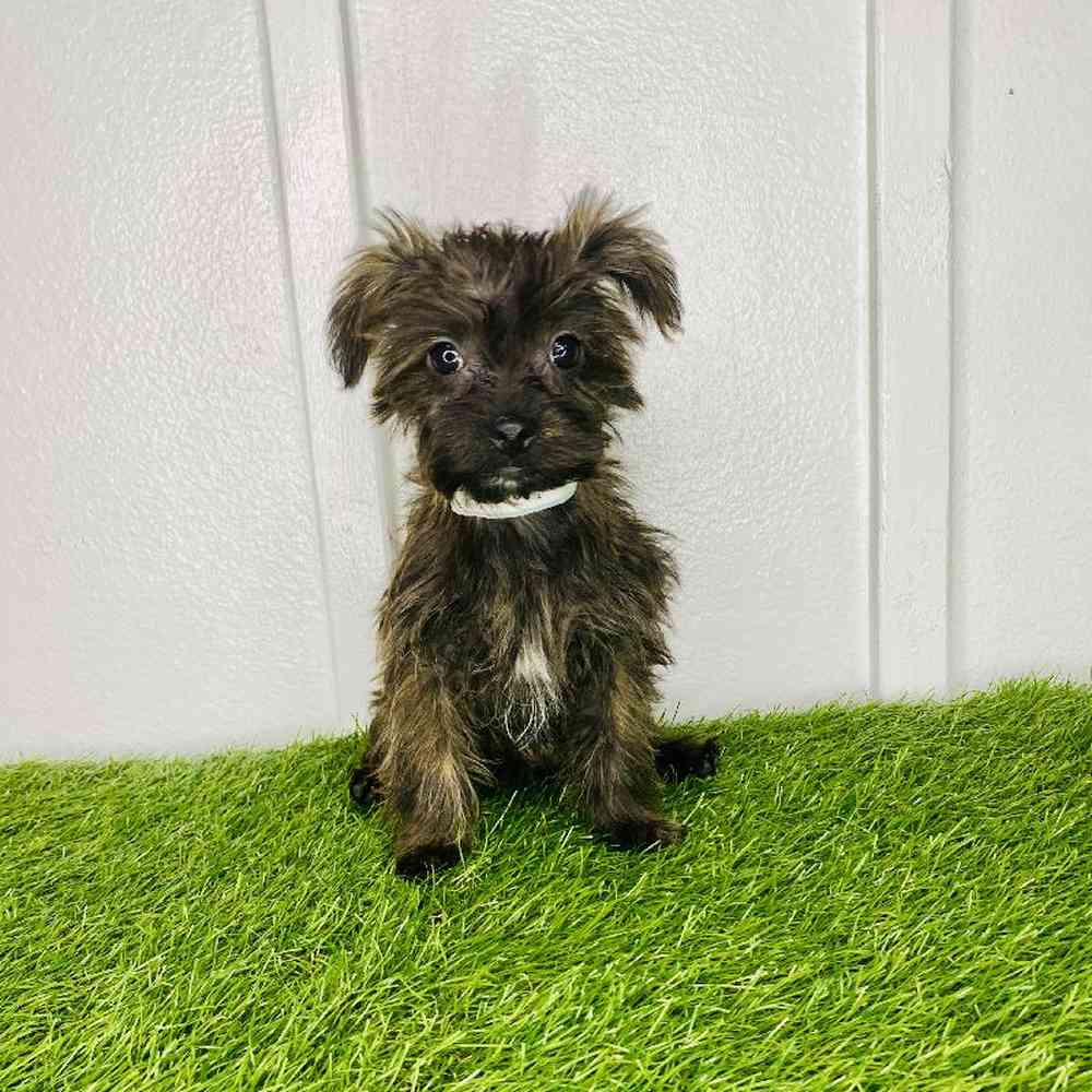 pet breed image