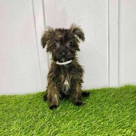 Yorkie-Poo