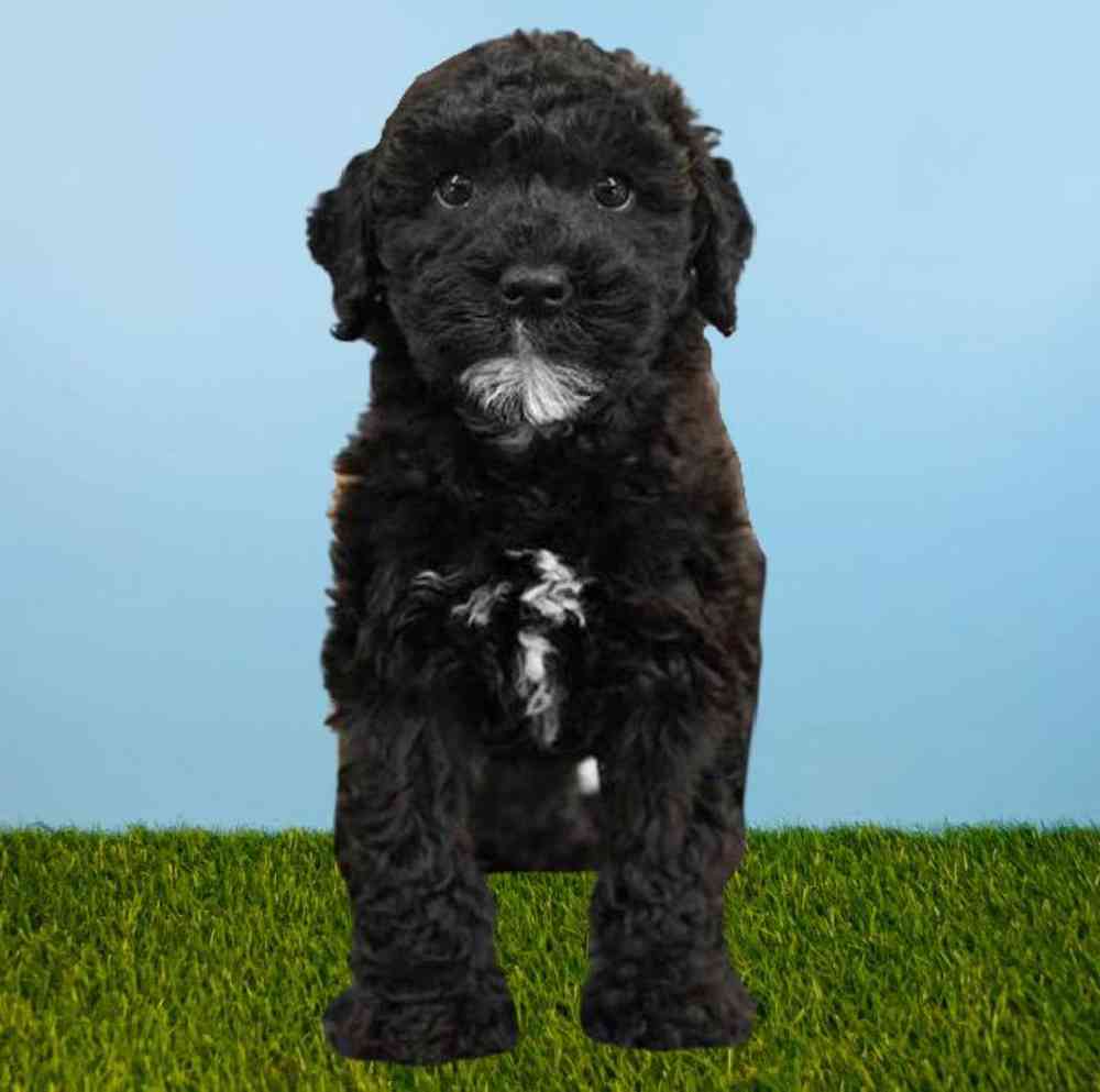 Male Whoodle Puppy for sale