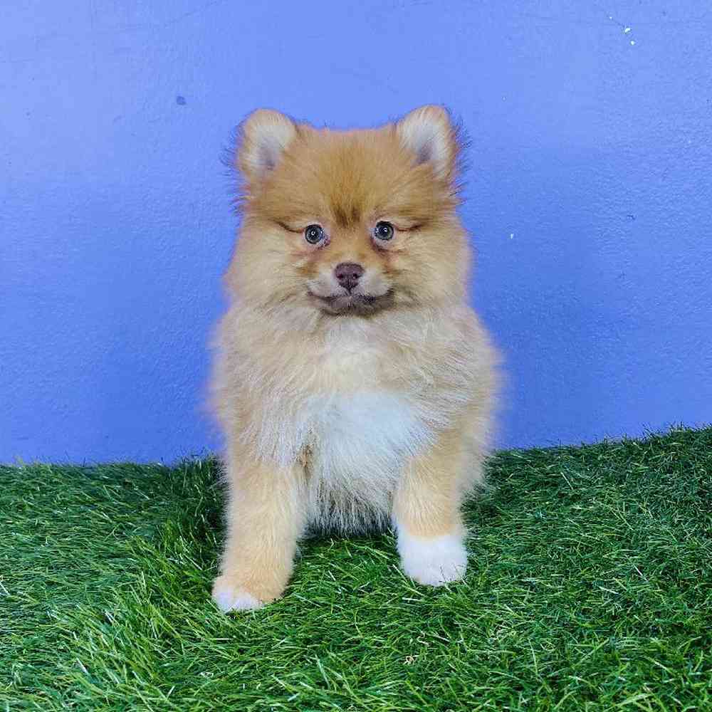Pomeranian Puppies for Sale Meridian