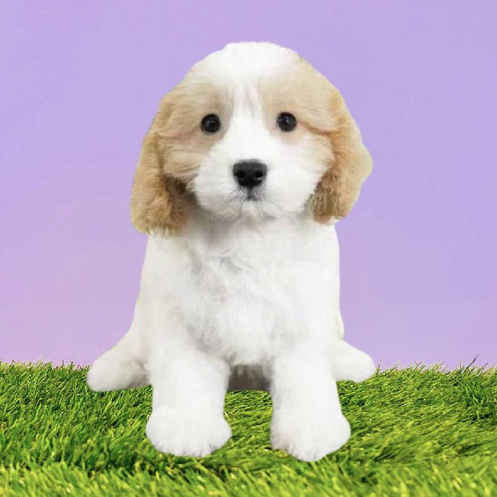 Female Cavachon Puppy for sale