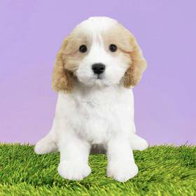 Cavachon