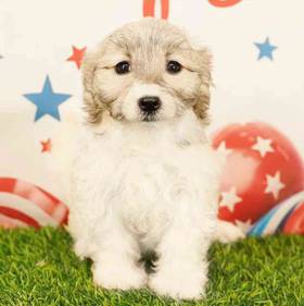 Havanese