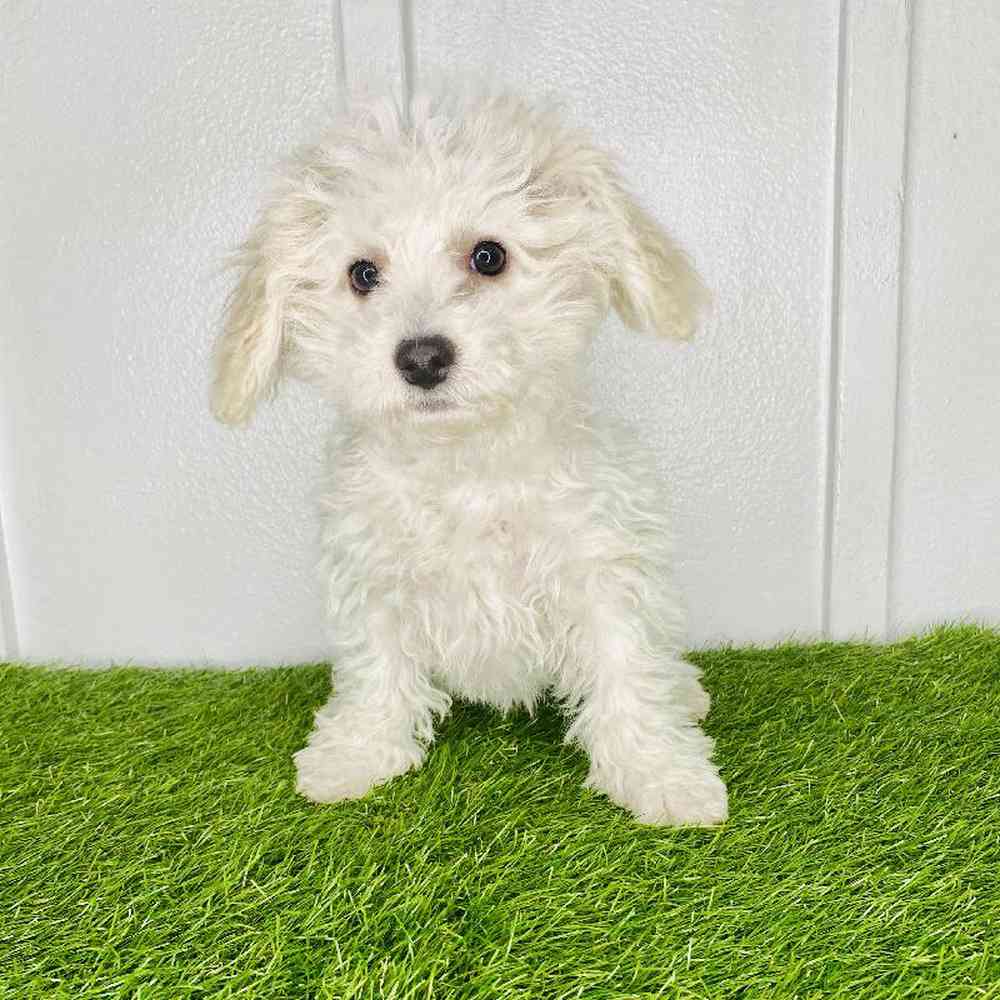 pet breed image