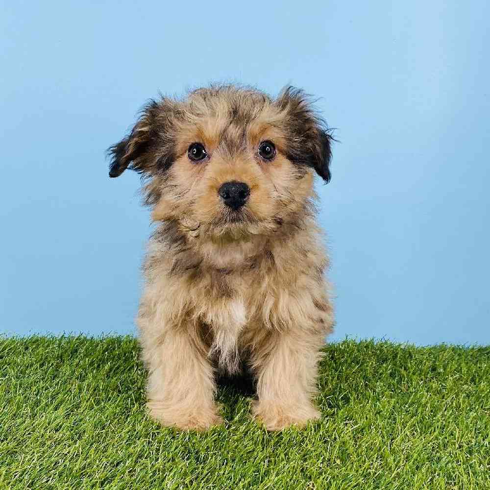 Male Mini Aussiedoodle Puppy for sale