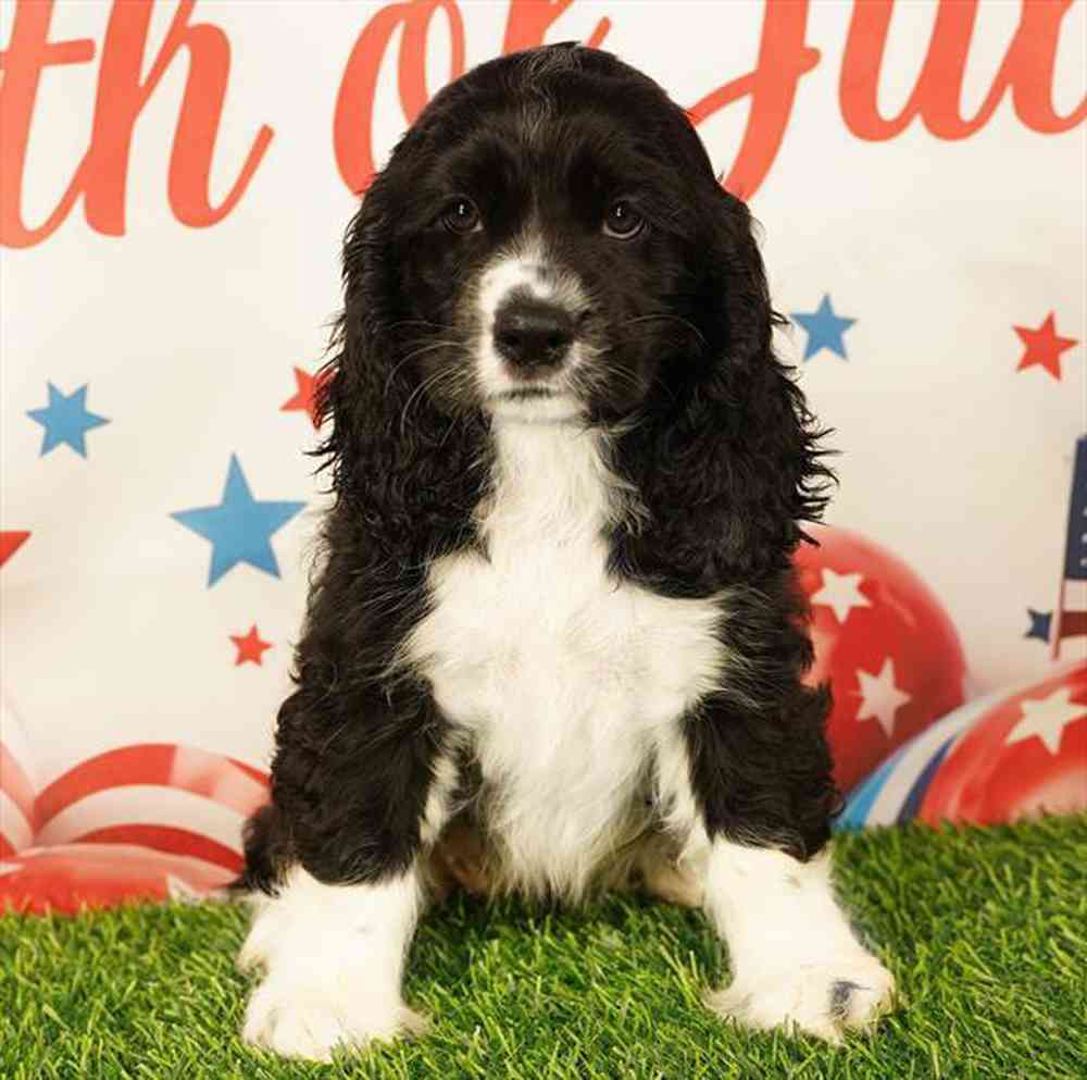 pet breed image