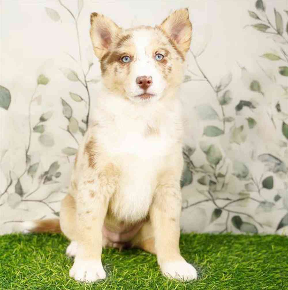 pet breed image