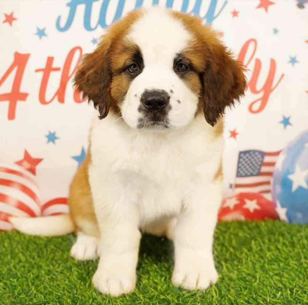 pet breed image