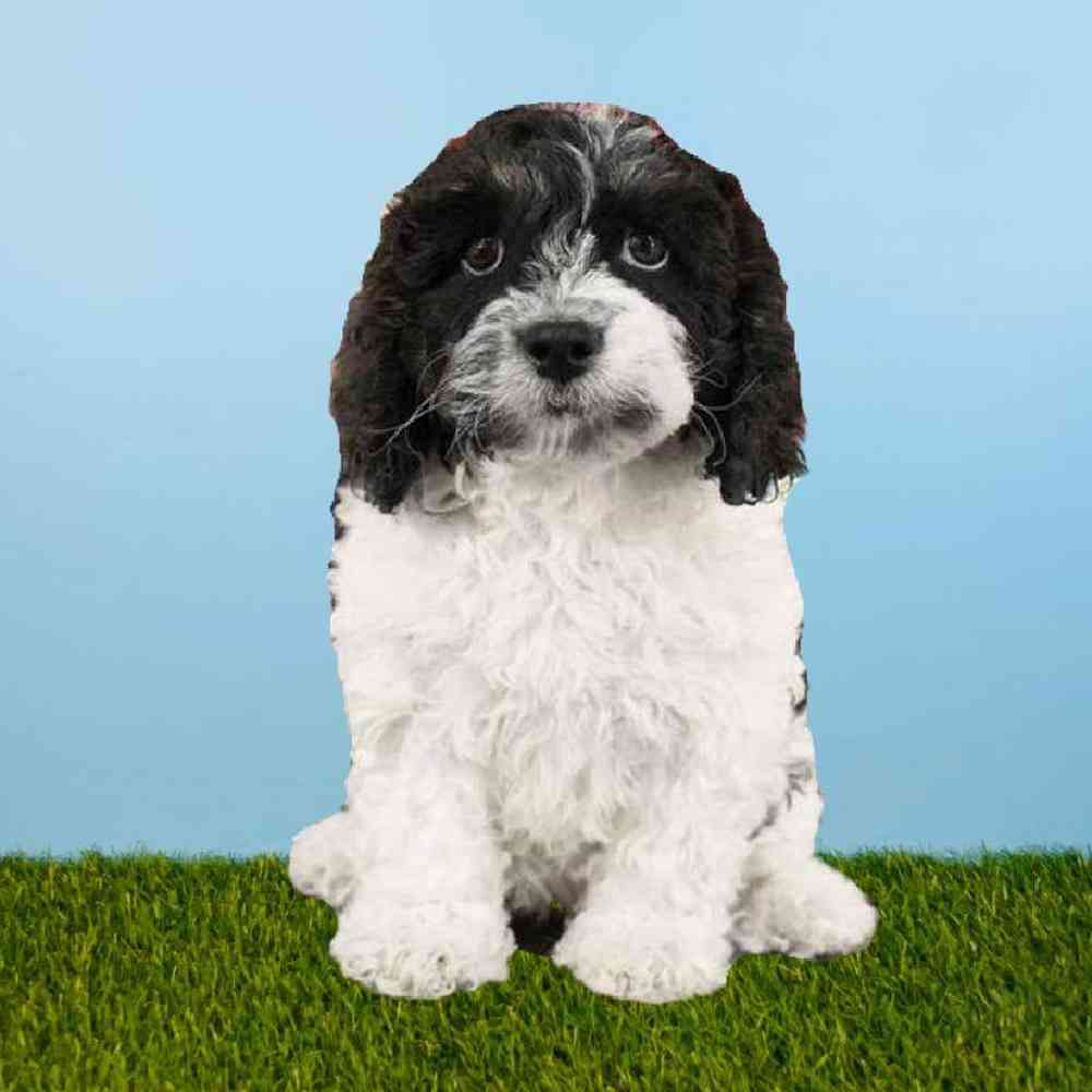 carousel pet images