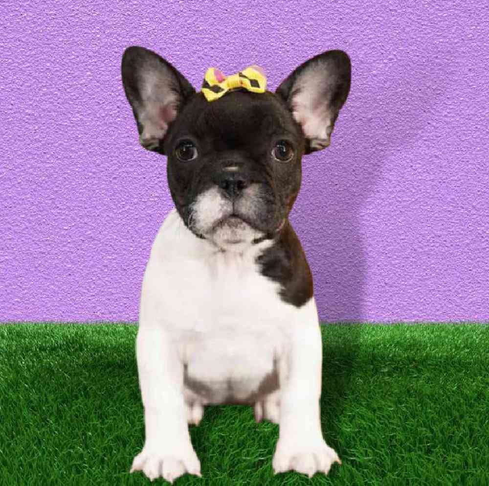 Female French Bulldog Puppy for sale