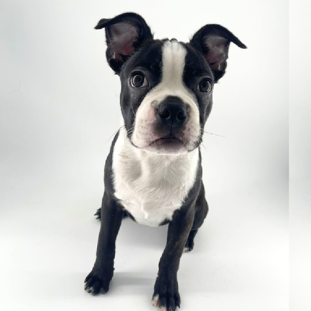 carousel pet images