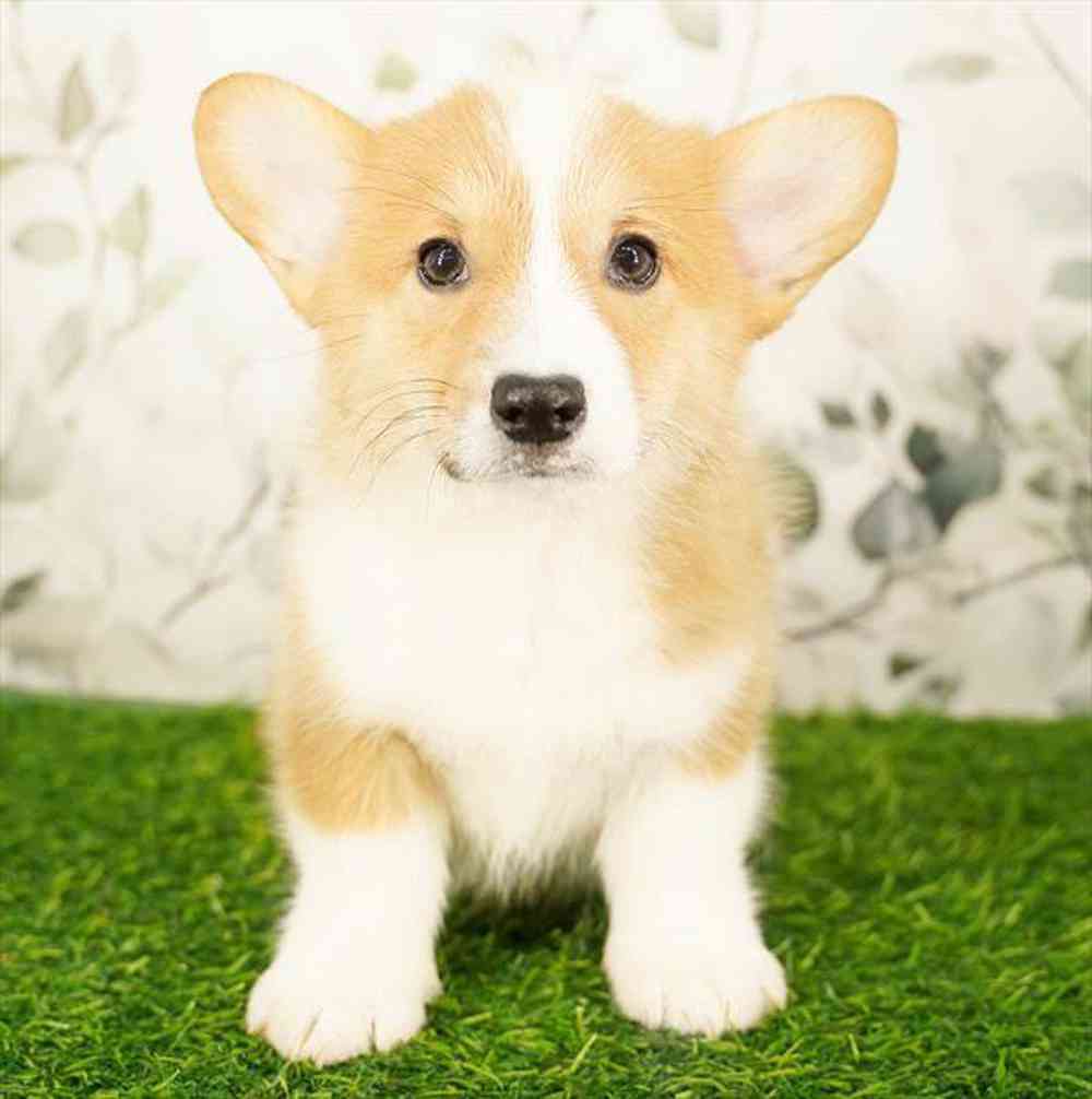pet breed image
