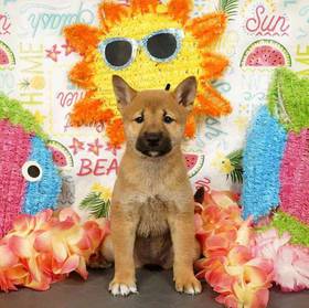 Shiba Inu