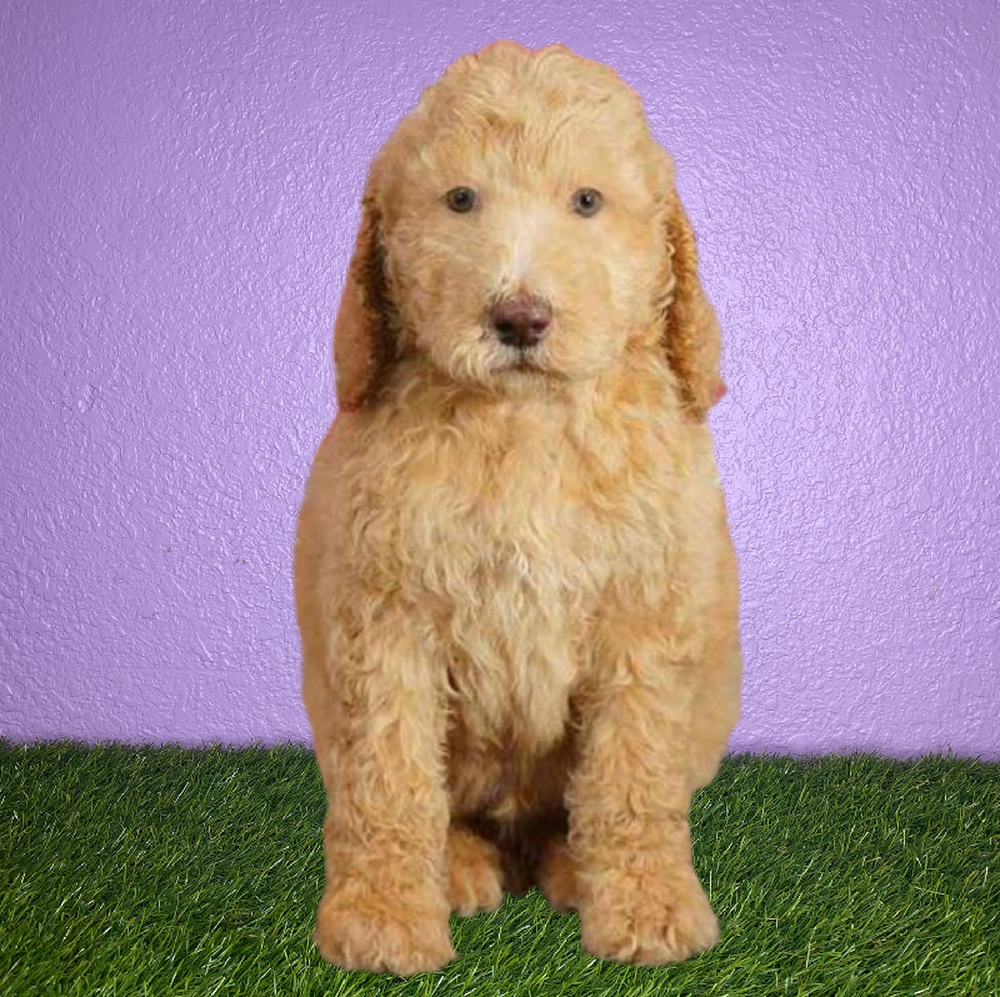 Male 2nd Gen Standard Goldendoodle Puppy for Sale in New Braunfels, TX