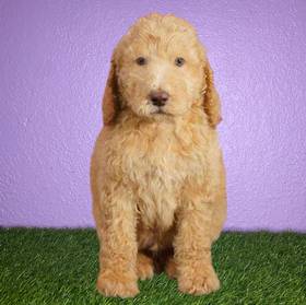 2nd Gen Standard Goldendoodle