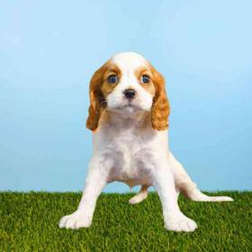 Cavalier King Charles Spaniel